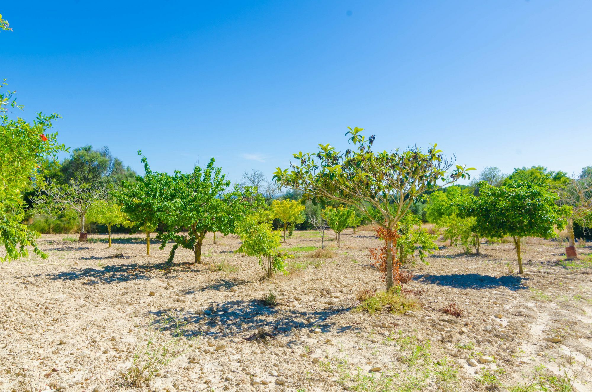 Aresta Den Rumbet Llucmajor (Mallorca)
